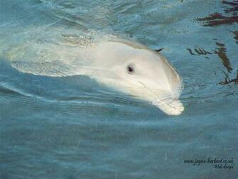 Dolphin Wallpaper X