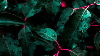 Nature Leaf 4k Ultra HD Wallpaper
