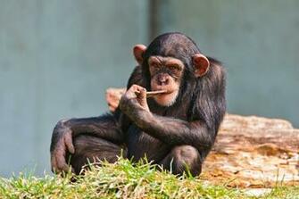 Chimpanzee Wallpaper