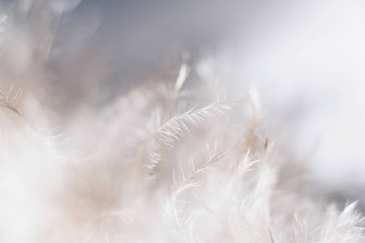 White Wallpaper