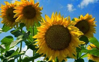 Sunflowers Wallpaper