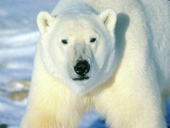 Beautiful Wallpaper Polar Bear