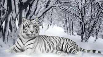 White Tiger HD Live Wallpaper Android Apps On Google Play