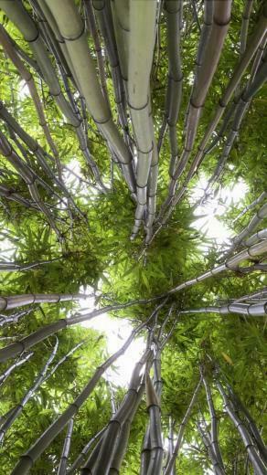 Looking Up In A Bamboo Forestsamsung Wallpaper Samsung