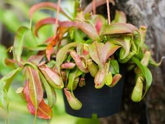 Fixing A Nepenthes With Red Leaves Reasons For Pitcher Plant