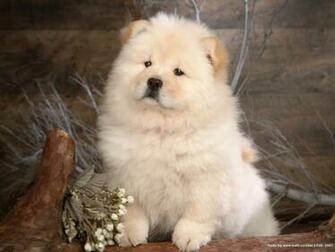 Cute Chow Puppy Dog Wallpaper For Your Computer Desktop