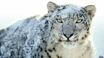 Wallpaper Snow Leopard X HDtv 1080p Desktop