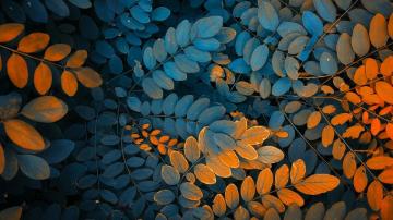 Autumn Leaves 4k R Wallpaper