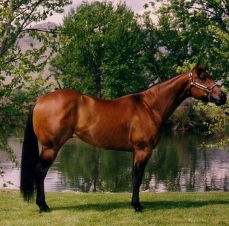 Baia Quarter Horse File Vettoriale