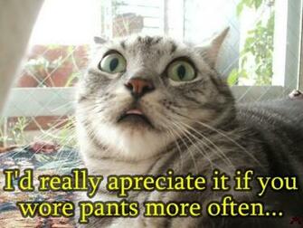 Funny Animals With Words Cool HD Wallpaper