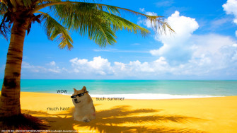 Doge Meme Wallpaper