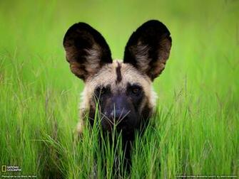 Wild Dog Photo Botswana Wallpaper National Geographic Of The
