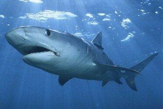 Shark Mouth Wallpaper White