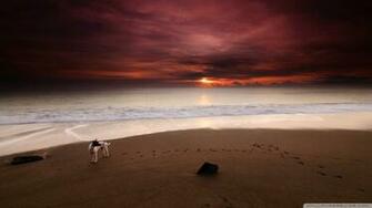 Dog On The Beach Wallpaper