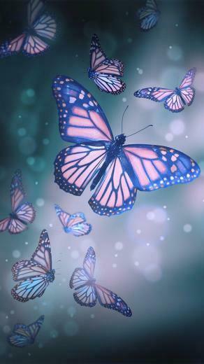 Butterfly Wallpaper Everything Just Me In
