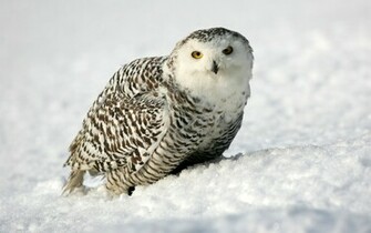 Animal Snowy Owl Wallpaper