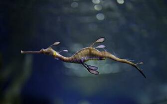 Seahorse Wallpaper