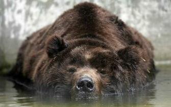 Grizzly Bear Background