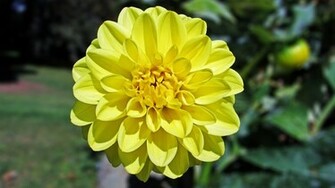 Dahlia Wallpaper