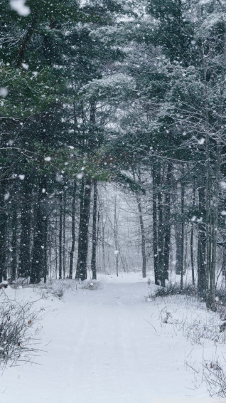 Snow Falling Wallpaper