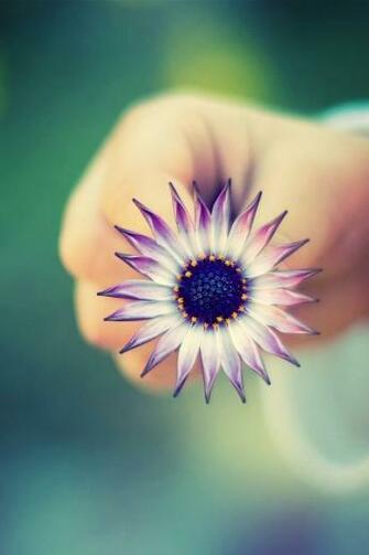 Pretty Wallpaper For Phone Flowers