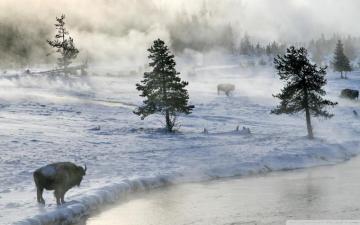 Bison In Winter Ultra HD Desktop Background Wallpaper For 4k UHD