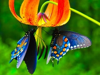 Butterfly Wallpaper Desktop