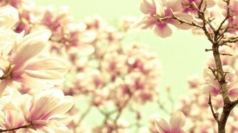 Magnolia Wallpaper Full HD Pictures