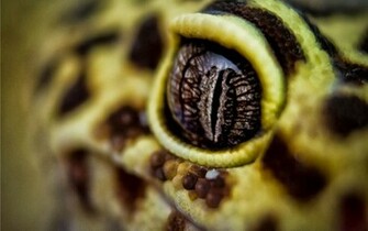 Gecko Wallpaper