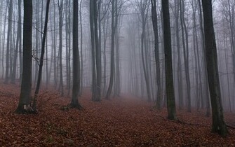 Misty Woodland Wallpaper Myspace Background