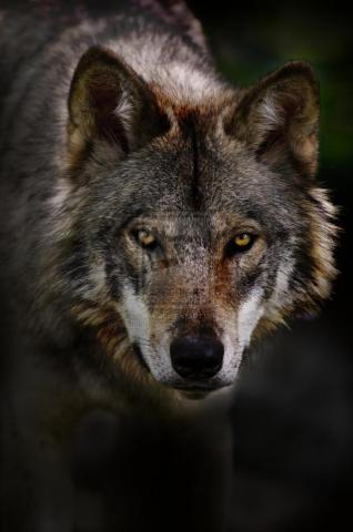 Timber Wolf Pictures All Wallpaper New