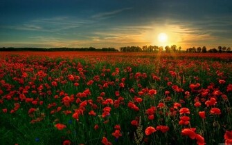 Red Flower Garden Wallpaper HD