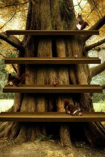 App Shelf Tree iPhone Wallpaper And 4s