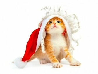 Christmas Animals Cute Funny New Image And