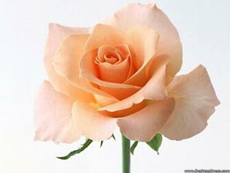 Desktop Wallpaper Flowers Background Beautiful Rose