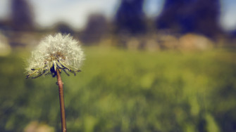 Creating A Vintage Nature Photo In Photoshop The Lazy Way