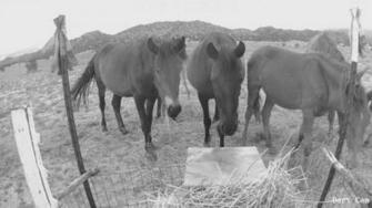 Company Develops Innovative Wild Horse Feeding Stations With Help