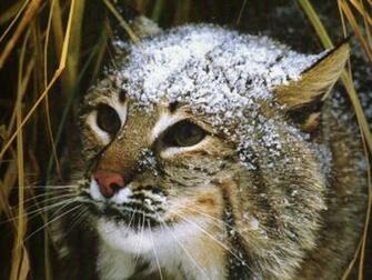 Wallpaper Bobcat