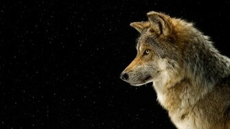 Wolf Black Pictures HD Wallpaper Of Animals