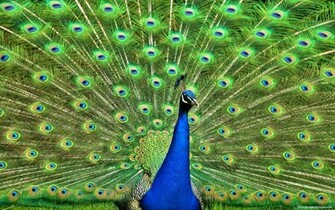 Wallpaper Of Peacock Feathers HD