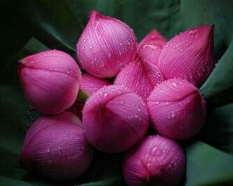 Beautiful Flowers Wallpaper For Desktop
