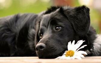 Cute Black Dog With Flower Computer Desktop Wallpaper Pictures