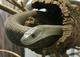Venomous Black Mamba Snake