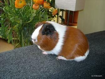 Funny Guinea Pig Wallpaper For Desktop Animal