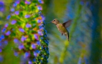 Hummingbird Computer Wallpaper Desktop Background Id