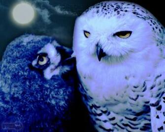 Cute Owl Wallpaper Background