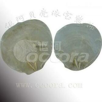 Capiz Shells Image