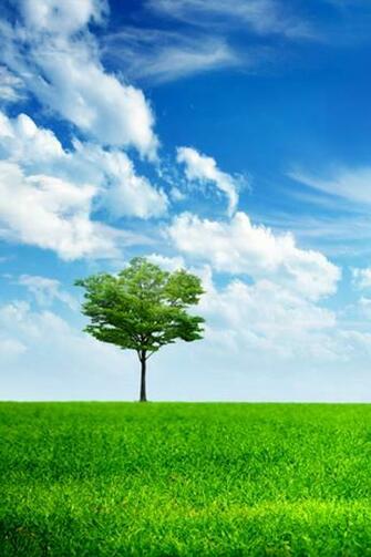 Nature iPhone Single Tree Wallpaper Phone HD