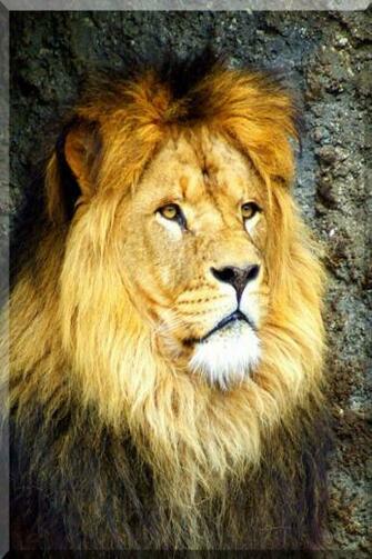 Lion Animals Wallpaper For iPhone
