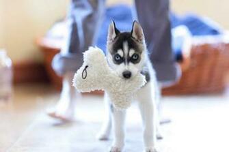 Cute Husky Puppies Wallpaper HD In Animals Imageci